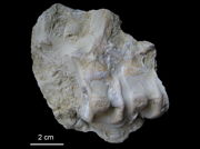 Ichthyosaurier-Fragment, Franken